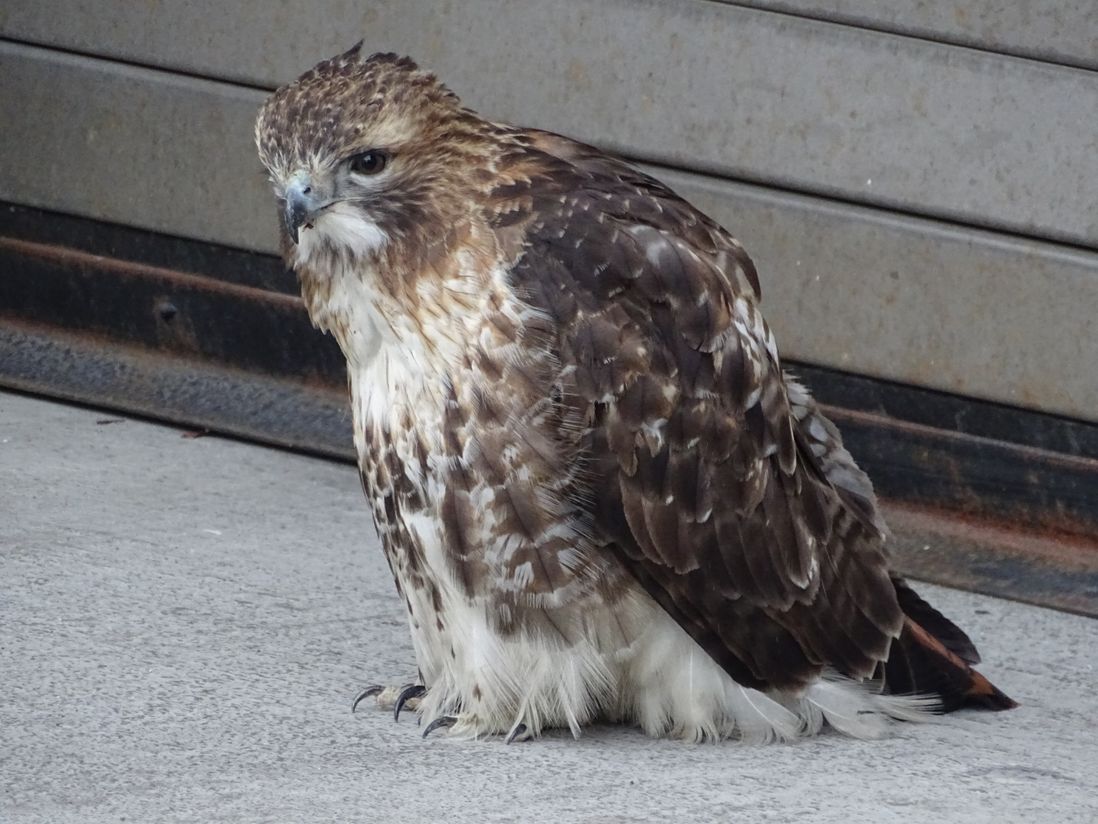 The red-tailed hawk sitting at the loading dock of the U.S. Attorney's building in downtown Brooklyn.